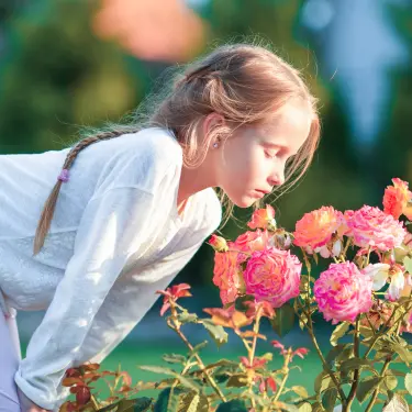 Roser med fantastisk duft